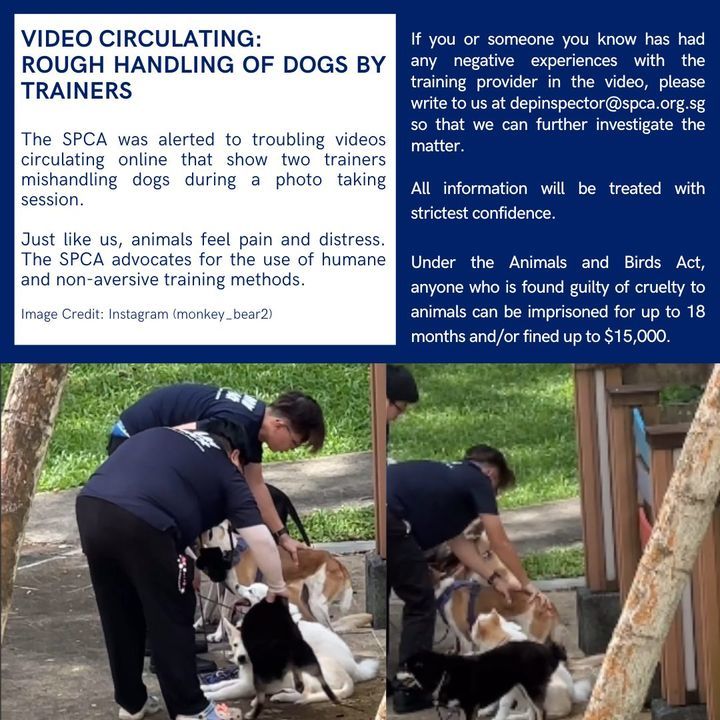 Video Circulating Rough Handling Of Dogs By Traine..