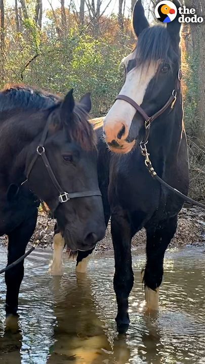 Gentle Giant Horse Teaches A Neglected Horse How To Play