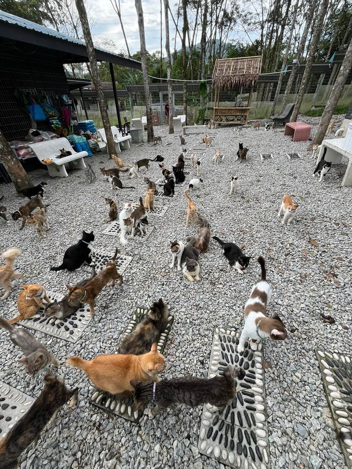 Healing Paws Amanah Shelter Assist. With A Royal N..