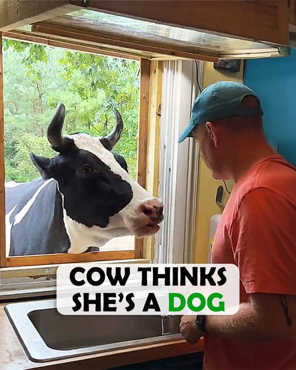 Rescue Cow Thinks She’s A Dog And Asks For Cuddles