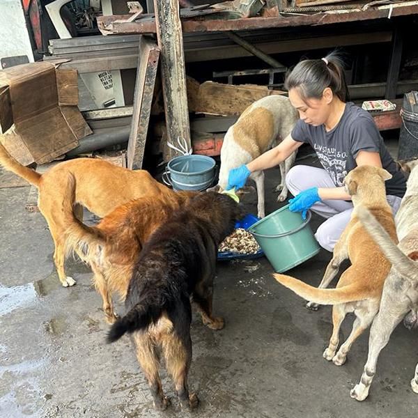 Animalcare’s Efforts To Neuter Strays Need A Boost