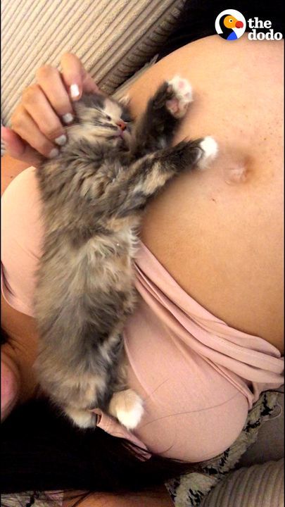 This Kitten Was Obsessed With Her Mom’s Baby Bump