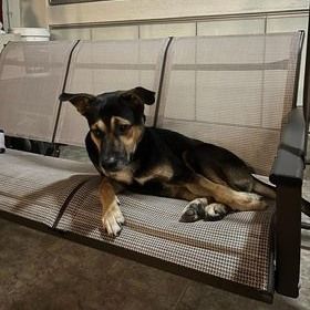 This Dog Lost In Sg Ara – Please Call The Owner On..