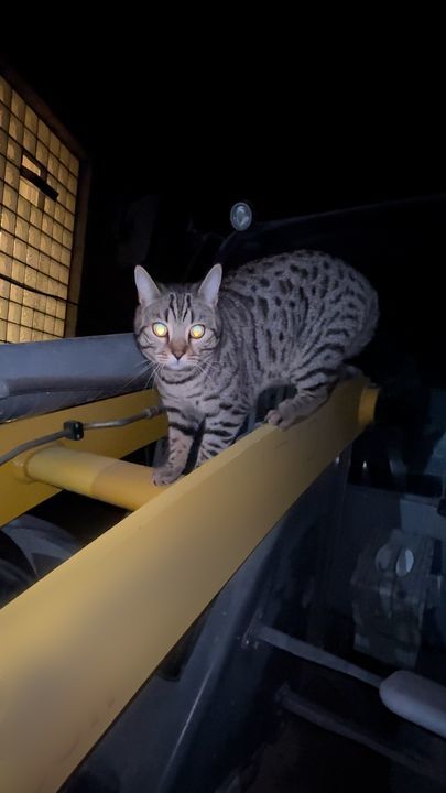 Guy Makes A Private Elevator For His Cat