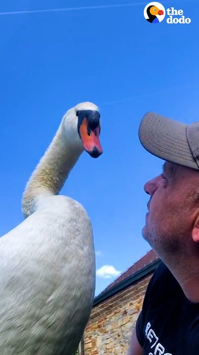 Guy Rescues An Egg And Becomes A Swan Dad For Life