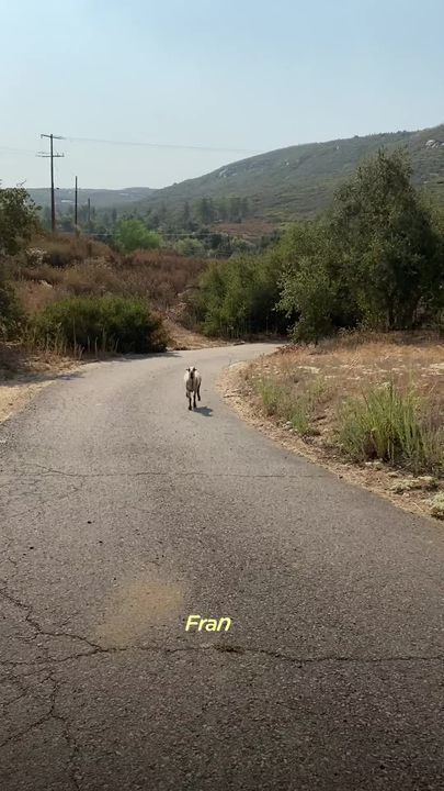 Sheep Knows His Dog Best Friend’s Name