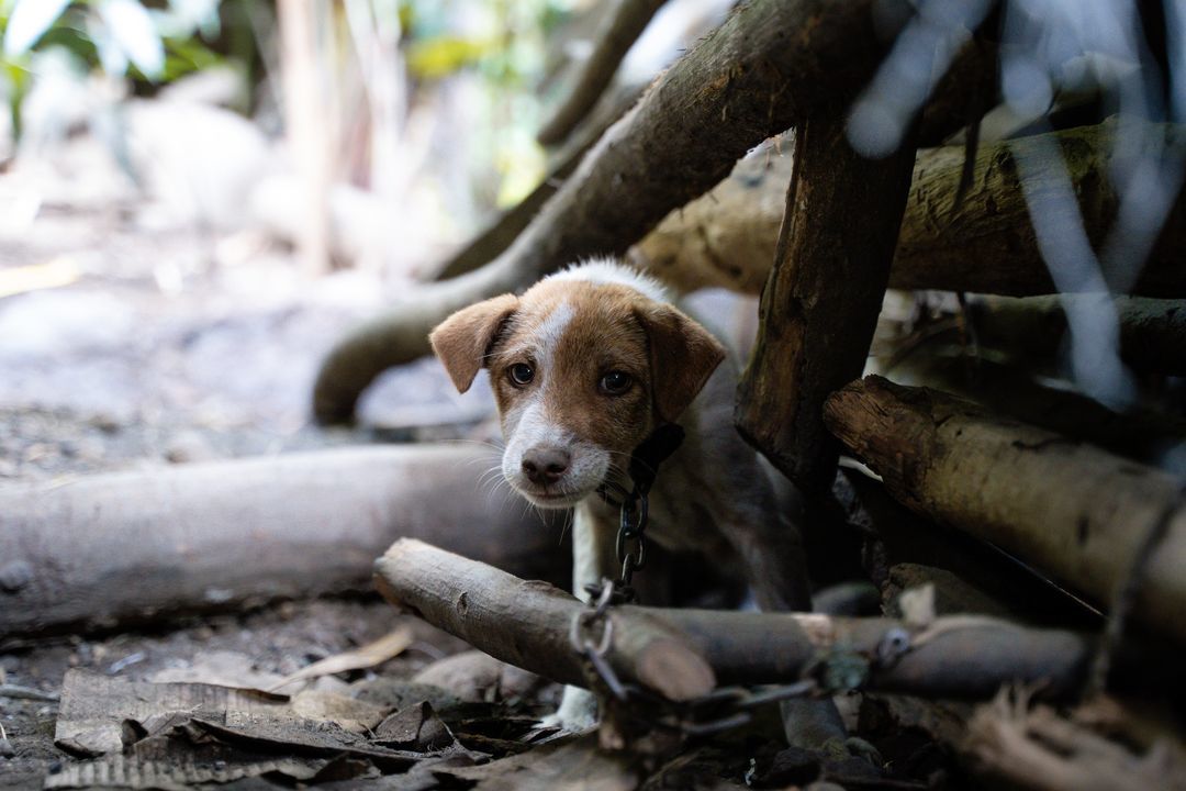 Breaking News Four Puppies Rescued From The Illega..