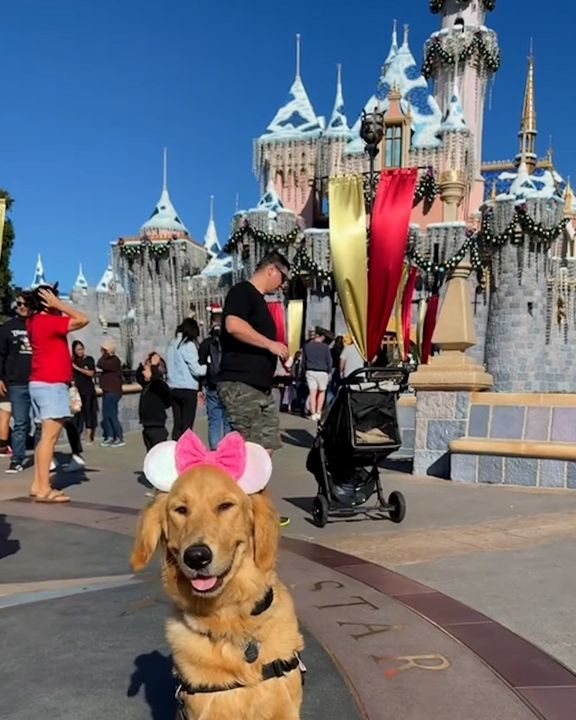 Disneyland With My Service Dog