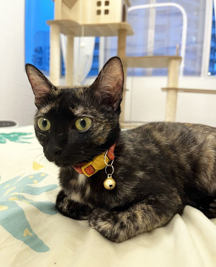 Meet Sprout, Your New Bff This Tiny Tortie Packs A..