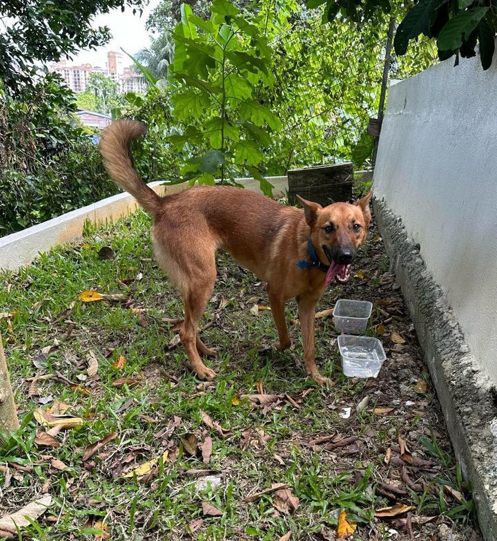 Attentionanyone Lost Their Dog Around Taman Kandan..