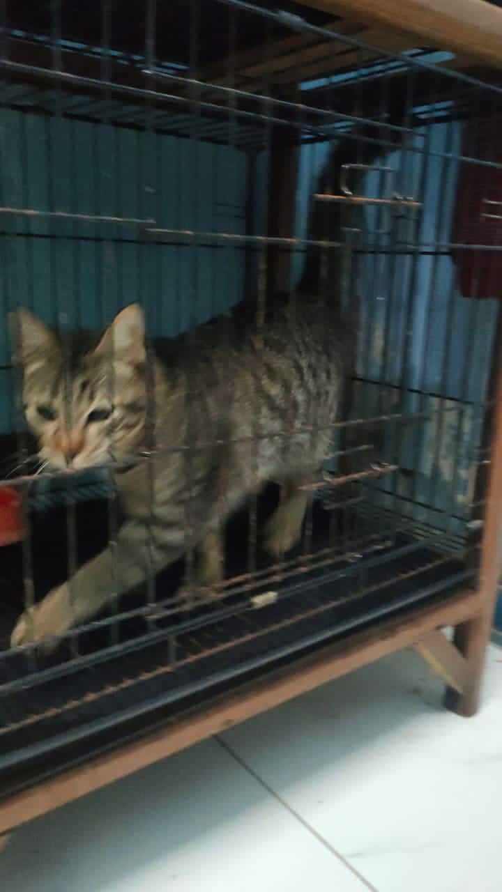 Tnrm Seremban – From 26/1/2024 To 6/2/2024, 8 Cats..