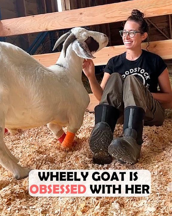 Abandoned Goat Falls In Love With Woman At First Sight