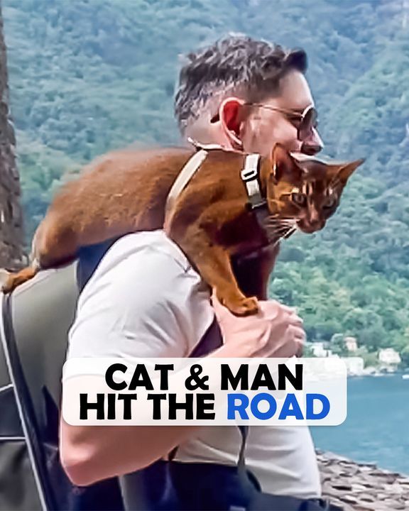 Cat Bonds With Man And Becomes His Traveling Companion