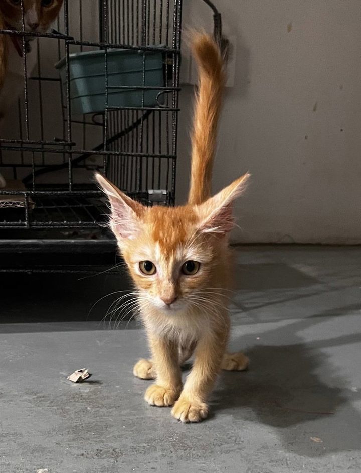 Meet Tabby And Friends, 15 Cutest Feline Companion..