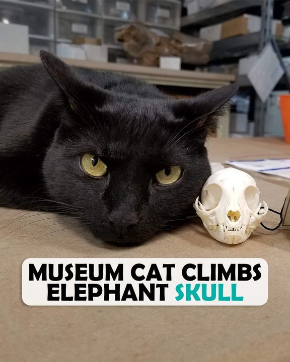 Museum Cat Loves Climbing The Elephant Bones