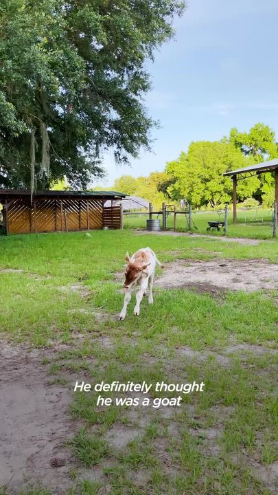 Rescue Cow Didn’t Have Any Friends Until He Met A Dalmatian