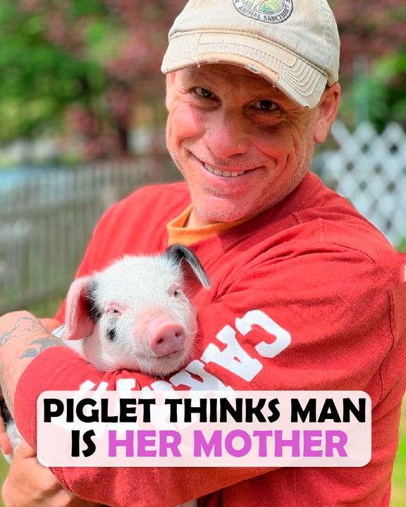 Little Pig Thinks This Man Is Mom