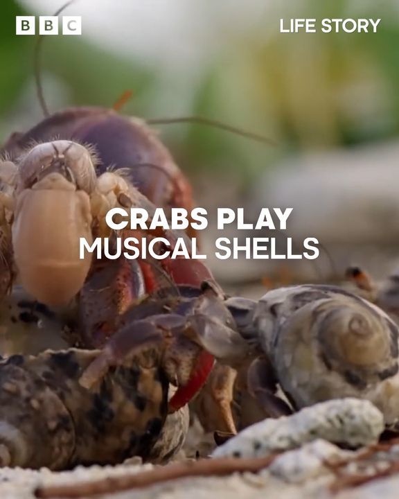 Crabs Play Musical Shells | Life Story