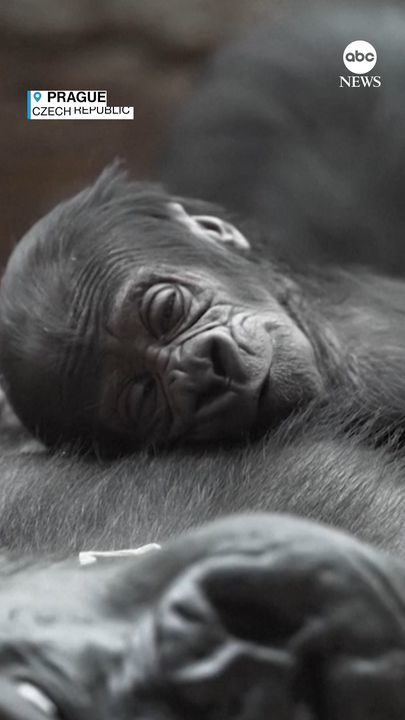 Endangered Baby Gorilla Welcomed To Prague Zoo