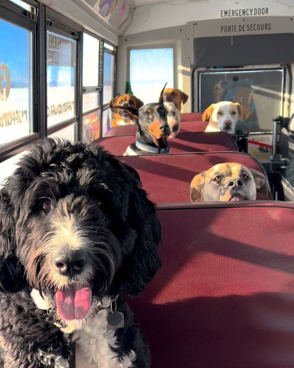 Doggy Daycare Transport ðŸšŒðŸ¶