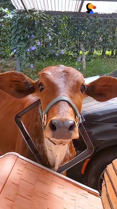 Jealous Cow Doesn’t Approve Of Mom’s Boyfriend