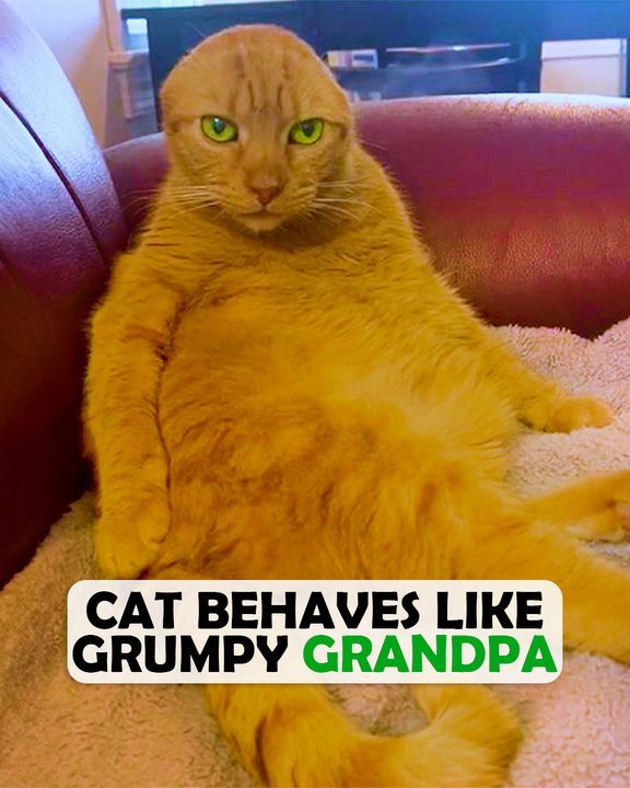 Woman Didn’t Want Another Cat. Grumpy Old Ginger Cat Changed Her Mind