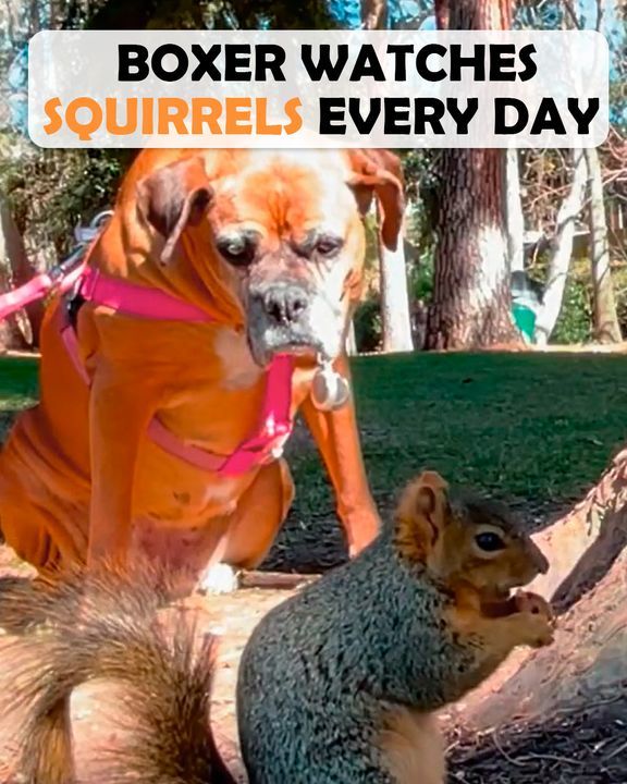 Goofy Boxer Can’t Keep Her Eyes Off Squirrel Tree, People Can’t Get Enough