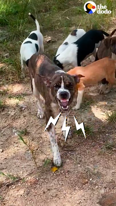 Mama Dog With Chain On Her Neck Gets Rescued With Her Puppies