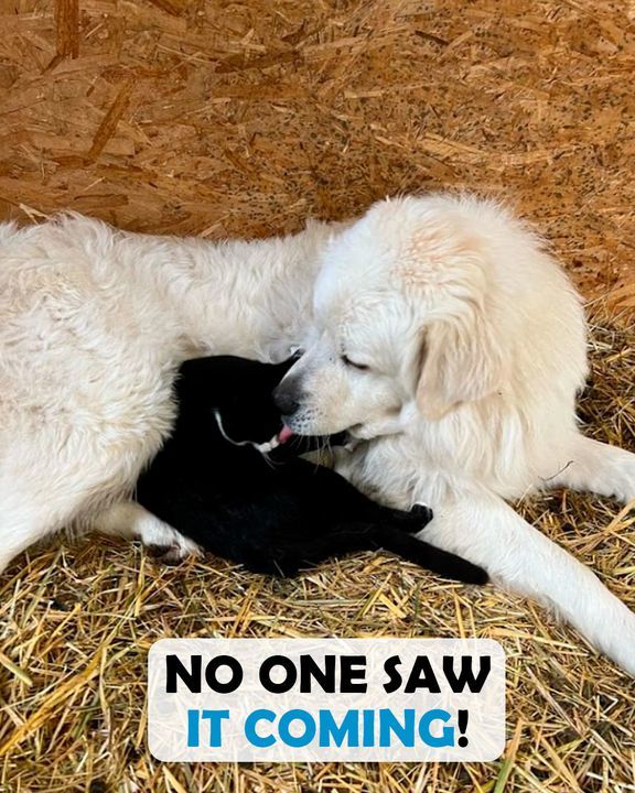 Guard Dog Had No One Until Cat Brother Showered Him With Love