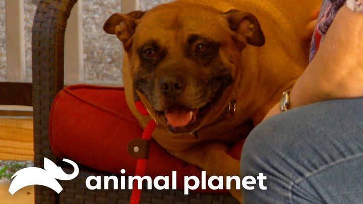 Charlie Brown The Dog Heals A Woman’s Heart | Pit Bulls And Parolees