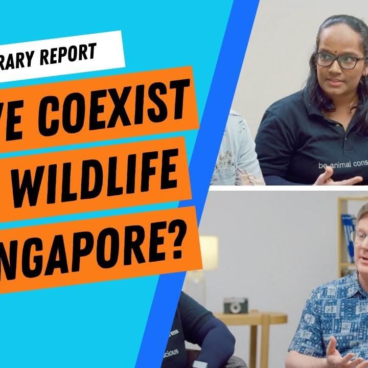 Can We Coexist With Wildlife In Singapore? | The Library Report #42