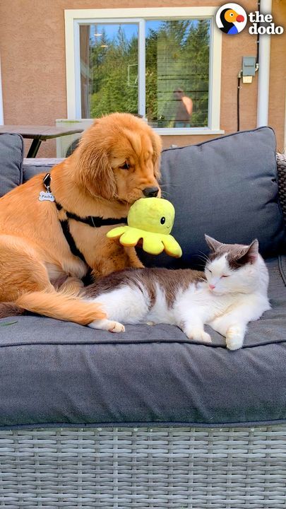 Puppy Tries To Win Over Senior Cat With Toys!