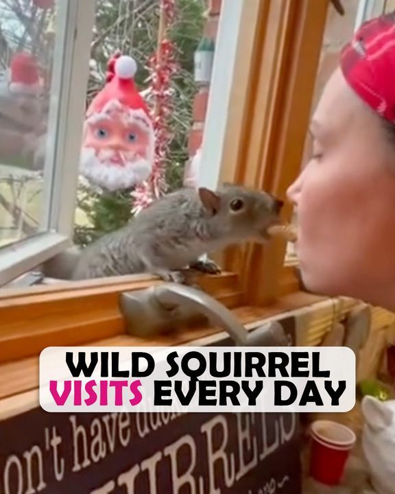 Woman Opens Up Her Home To Local Squirrels And Falls In Love