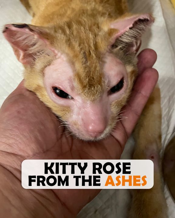 Kitten Spent 3 Weeks In Hospital After Fire, Now Heâ€™s â€œmr. Personality.â€