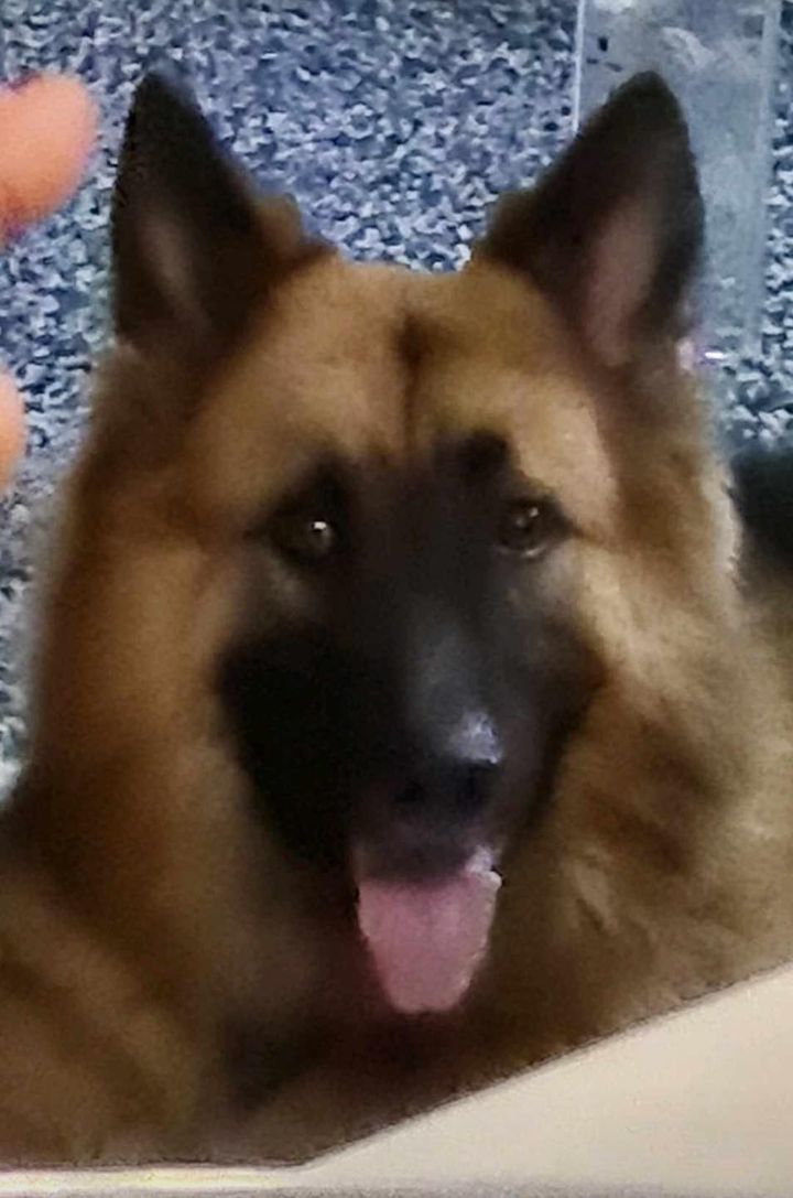 Help Needed 4 Years Old German Shepherd Admitted T..