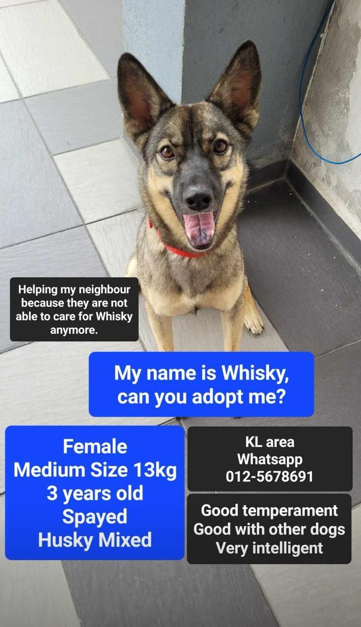 Can You Adopt Whisky?. My Neighbour Cannot Care Fo..