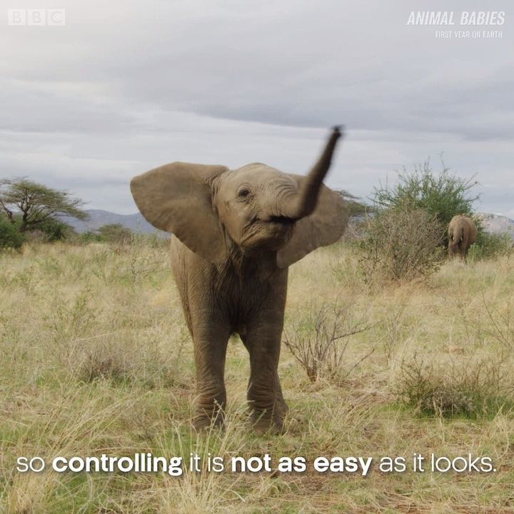 Clumsy Baby Elephants | First Year On Earth