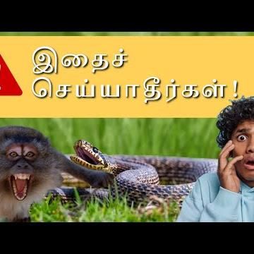 à®šà®¿à®™à¯à®•à®ªà¯à®ªà¯‚à®°à®¿à®²à¯ à®ªà®¾à®®à¯à®ªà¯ à®Žà®ªà¯à®ªà®Ÿà®¿à®ªà¯ à®ªà®¤à¯à®¤à®¿à®°à®®à®¾à®•à®ªà¯ à®ªà®¿à®Ÿà®¿à®•à¯à®•à®ªà¯à®ªà®Ÿà¯à®•à®¿à®±à®¤à¯ à®¤à¯†à®°à®¿à®¯à¯à®®à®¾?