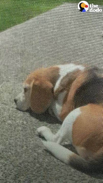 This Beagle Is Proof You Can Always Love Again