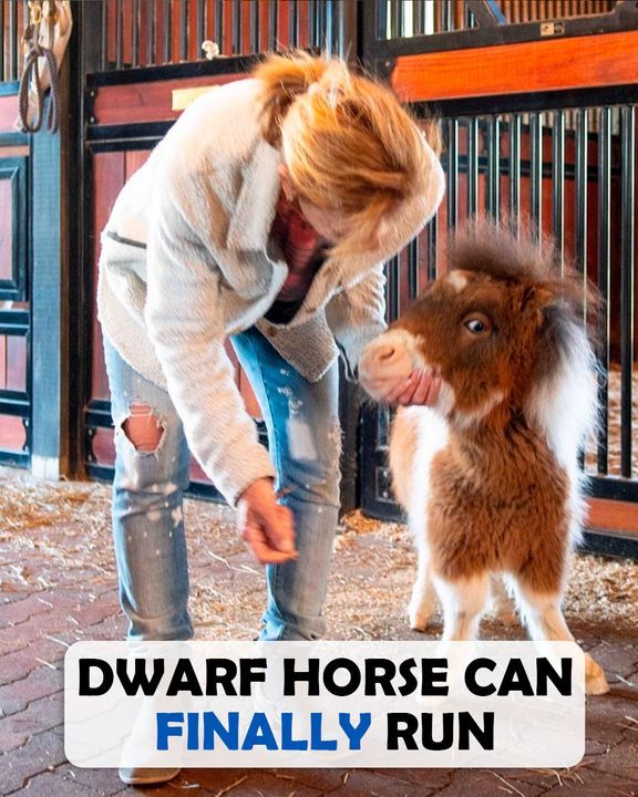 Mini Horse With Wonky Legs, Proved Vets Wrong And Is Running Like A Racehorse