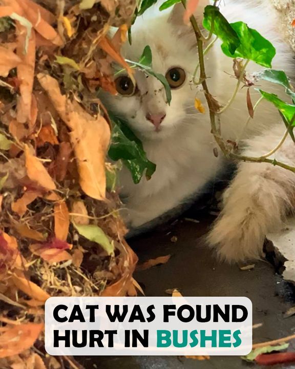 Kitty With Broken Leg Was Found Alone In The Bushes