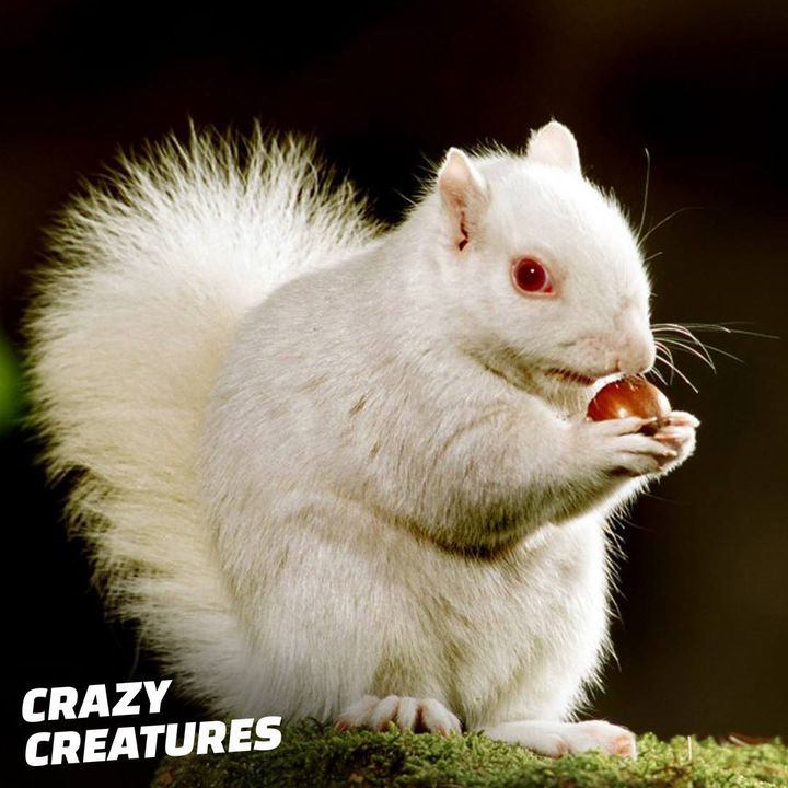 What Causes Albino Animals?