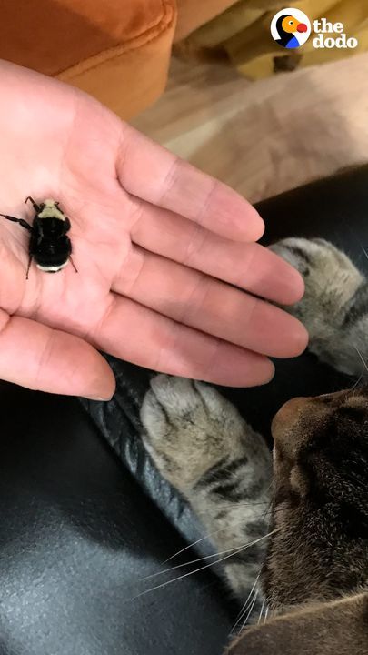 Couple Falls In Love With Wingless Bumblebee