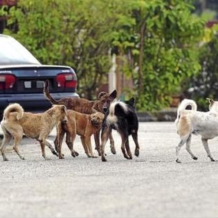 S’gor Govt To Meet Local Councils To Seek Better Ways To Manage Stray Dogs