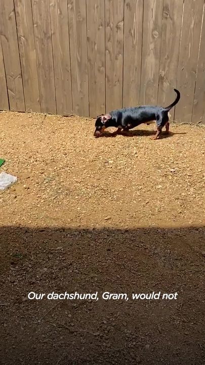 Dachshund Loves To Snuggle With Wild Bunny His Mom Saved