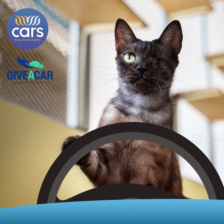 Trade In Your Wheels And Help Cats Like Tibbs, The..