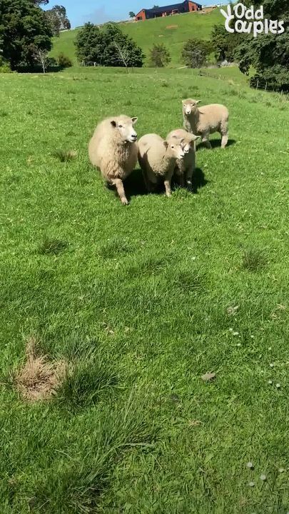 Tiny Rescue Lamb Thinks His Family’s Labradoodle Is His Mom