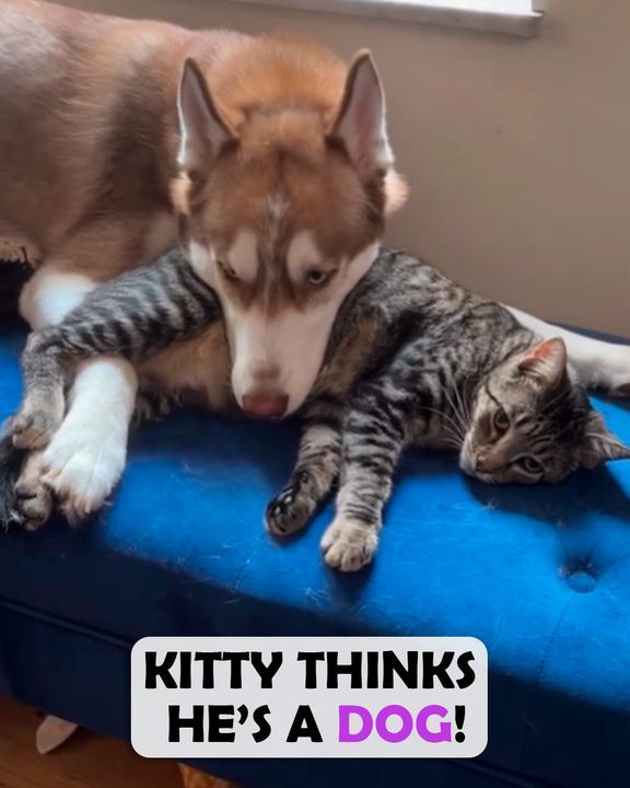 Husky Treats Rescue Kitten Like His Child And Protects Him