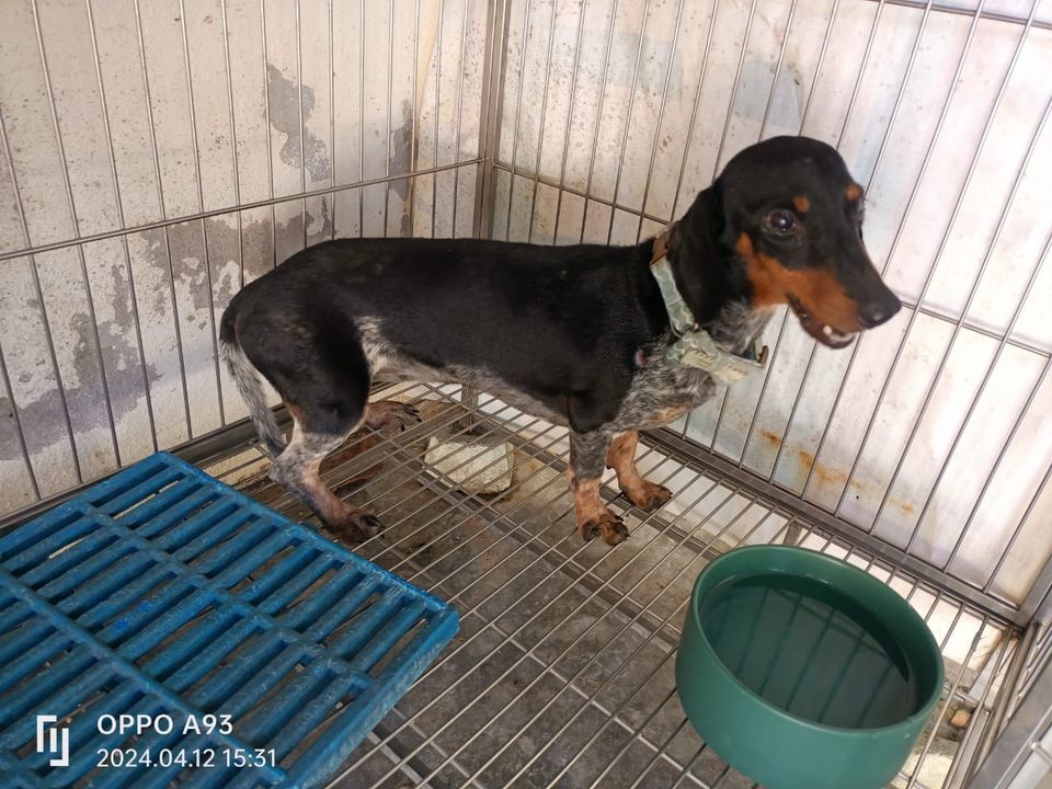 This Dog Was Found In Batu Ferringhi And Is Now At..