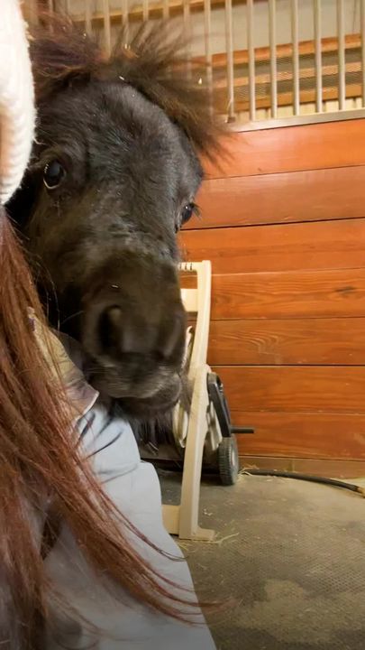 Mini Pony Has The Cutest Way Of Asking For Pets